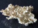 Dead Coral For An Aquarium
