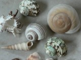 Shells For An Aquarium