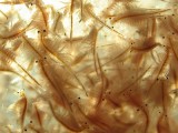 Brine Shrimp