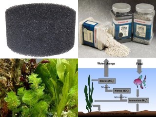 Aquarium Filtration