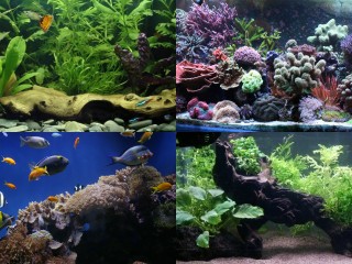 Different Aquarium Environments