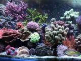 Reef