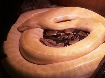 Albino Burmese Python