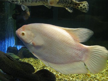 Albino Giant Gourami