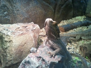 Bearded Dragon
