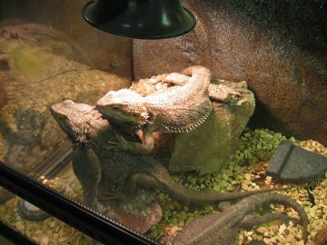 Bearded Dragons