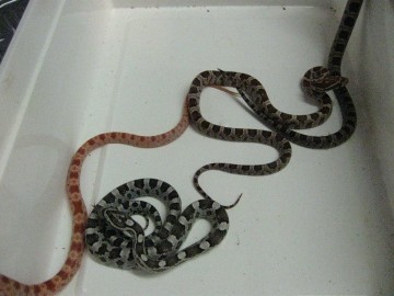 Corn Snakes