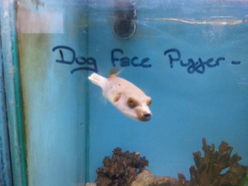 Dog Face Puffer