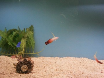 Fire Goby