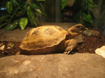 Horsefield Tortoise