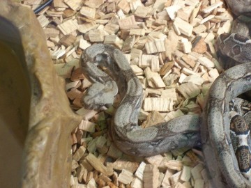 Juvenile Boa Constrictor