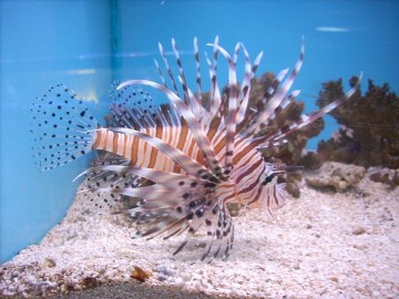 Lion Fish