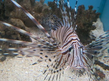 Lion Fish