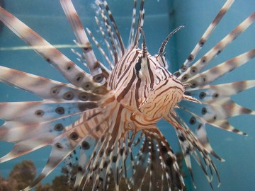 Lion Fish