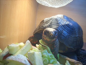 Redfoot Tortoise