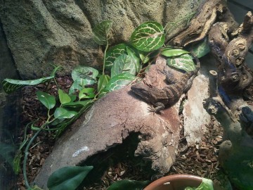Spiney Tailed Iguana