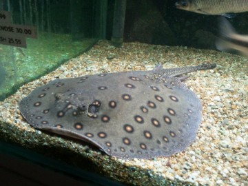 Sting Ray