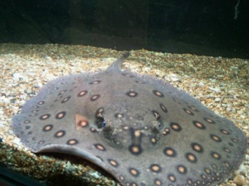 Sting Ray