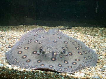 Sting Ray