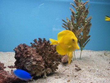 Yellow Tang