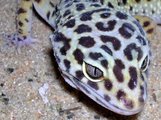 leopard gecko sheet care eublepharis macularius