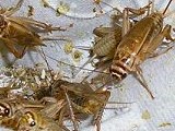 Brown House Crickets (Acheta domestica)