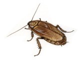Cockroach For Reptile Food