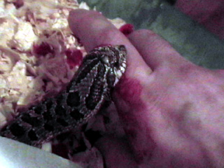 Snake Biting Hand