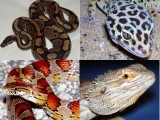 Reptile Care Sheet